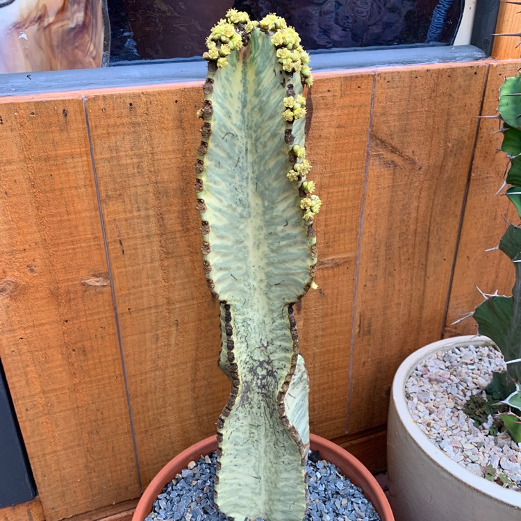 plant image 1512492