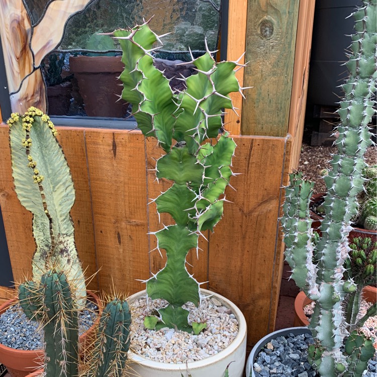 Plant image Euphorbia grandicornis