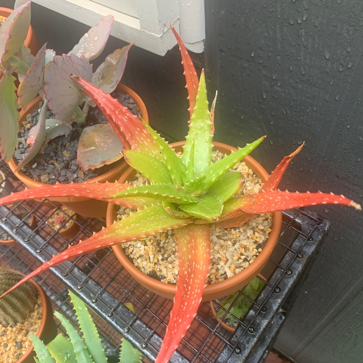Plant image Aloe Saturn