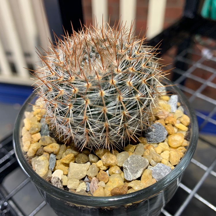 Plant image Parodia Schlosseri 