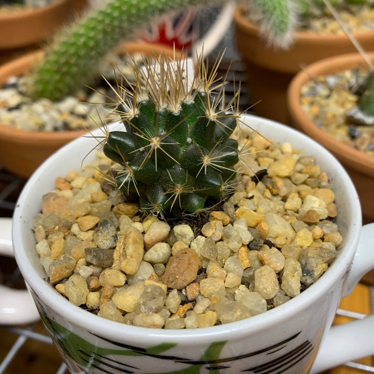 Plant image Mammillaria Nivosa
