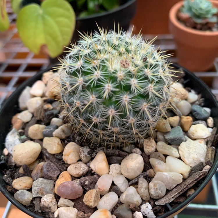 plant image 1517492
