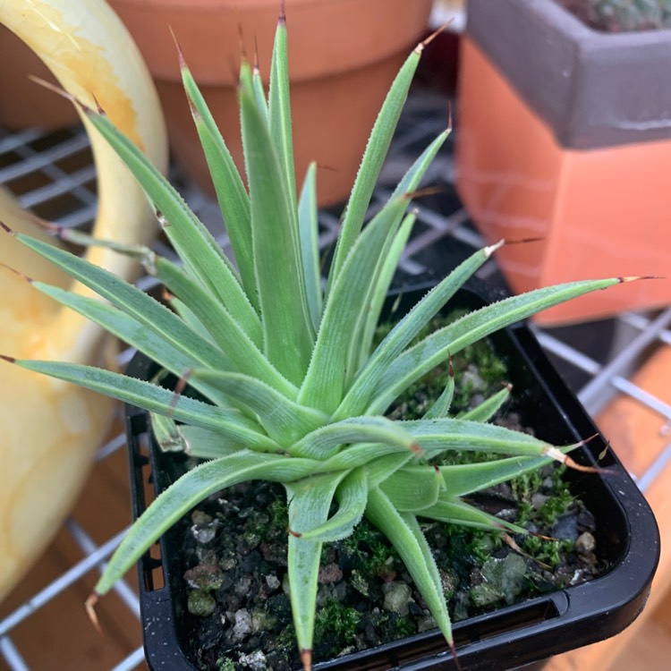 Plant image Agave Stricta Nana