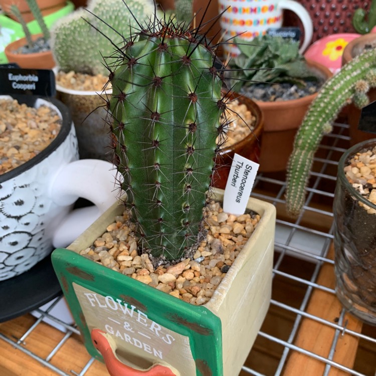 Plant image Stenocereus thurberi