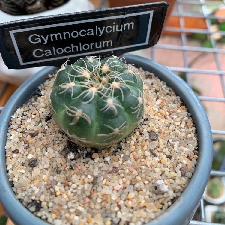 Plant image Gymnocalycium calochlorum
