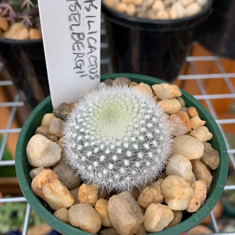 Plant image Notocactus haselbergii syn. Brasilicactus haselbergii