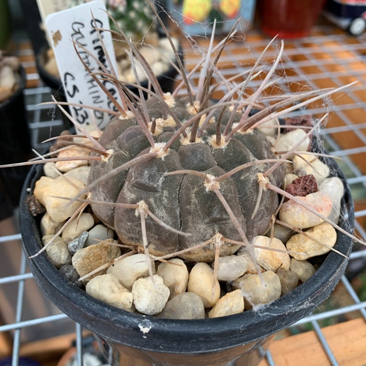 Plant image Gymnocalycium guanchinense