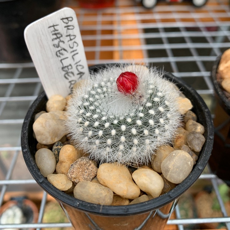plant image 1538925