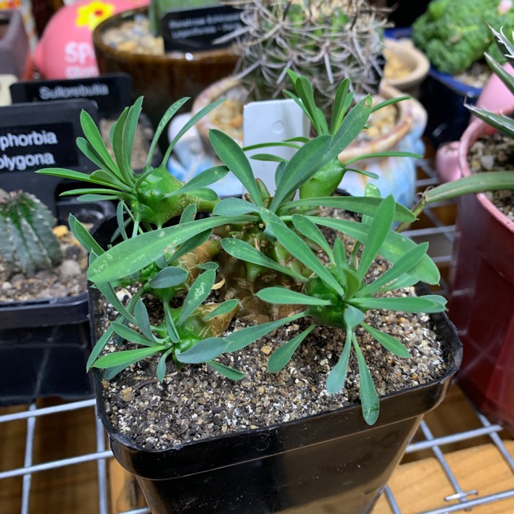 Plant image Euphorbia Bupleurifolia X Susanne