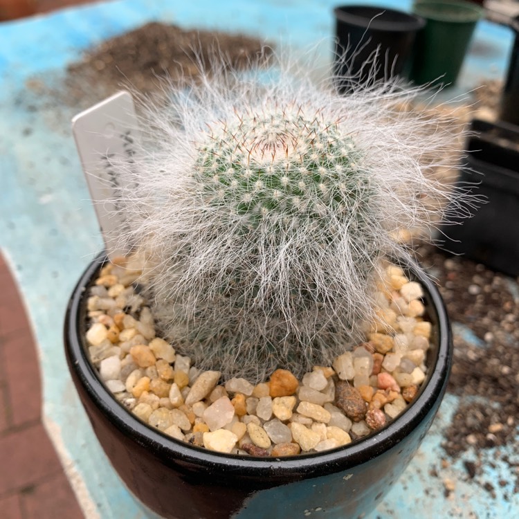 Plant image Mammillaria hahniana 'Variegata'