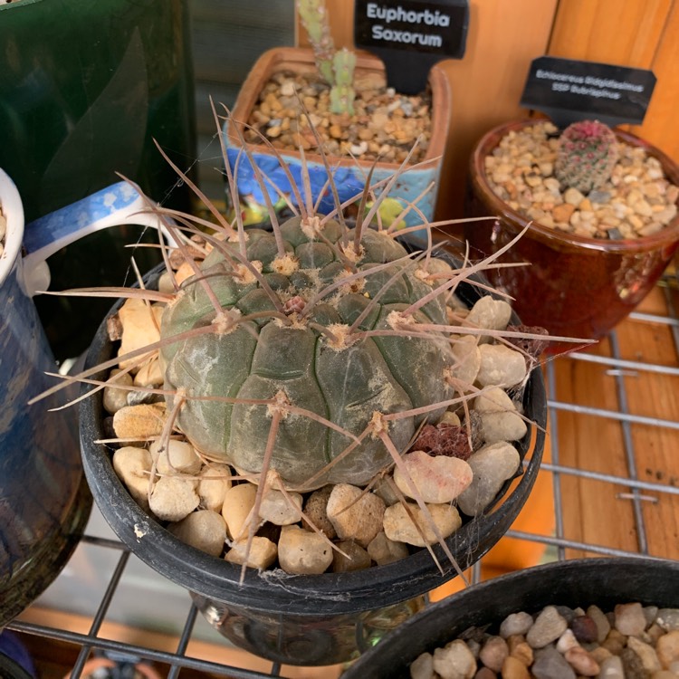Plant image Gymnocalycium guanchinense