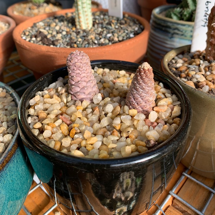 Plant image Tephrocactus articulatus 'Strobiliformis' syn. Tephrocactus articulatus var. strobiliformis
