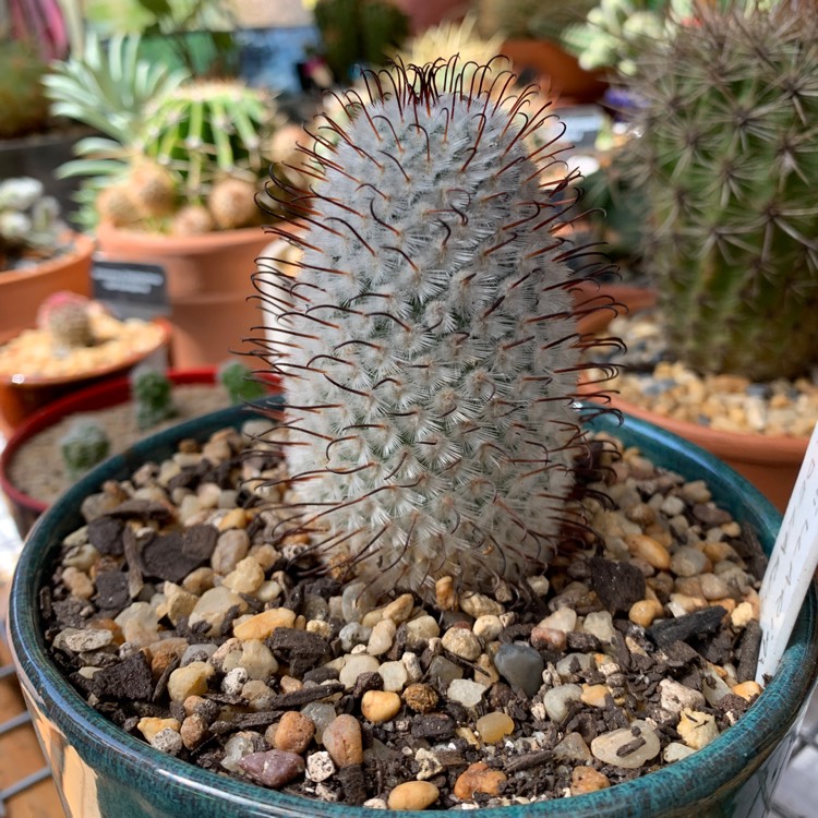 Plant image Mammillaria Perezdelarosae