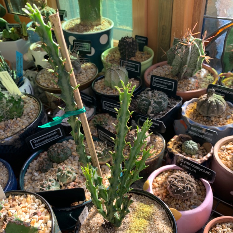 plant image 1547042