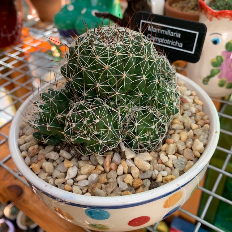 Plant image Mammillaria camptotricha cv. Curlispina