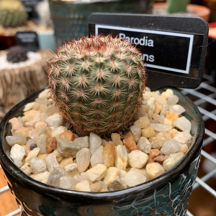 plant image 1550331
