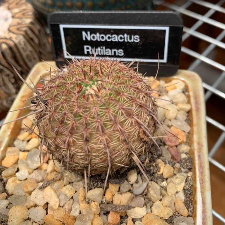 plant image 1550335