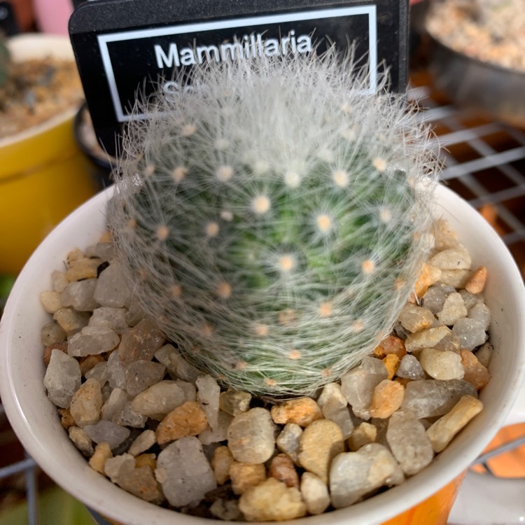 Plant image Mammillaria schwartzii