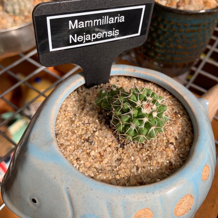 Plant image Mammillaria nejapensis