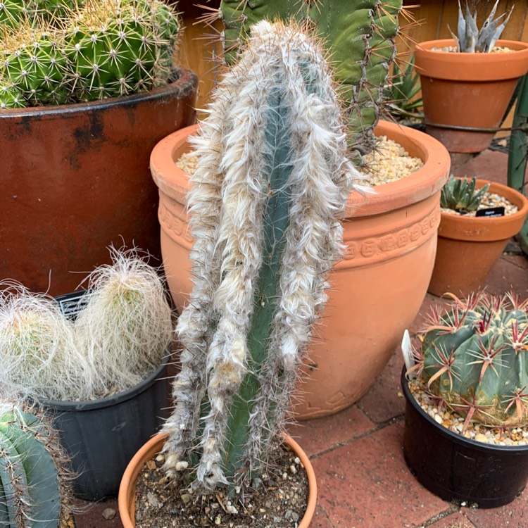 Plant image pilosocereus leucocephalus
