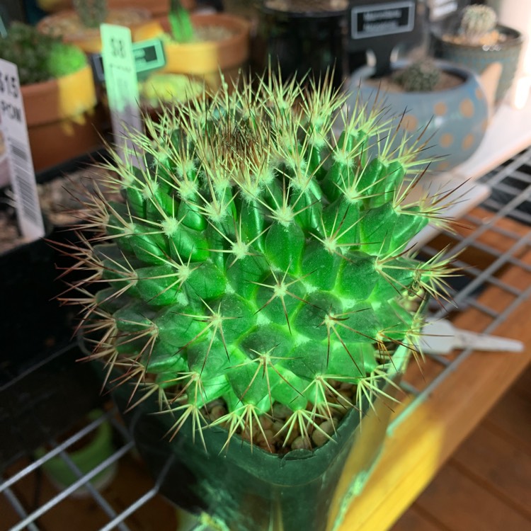 plant image 1571365