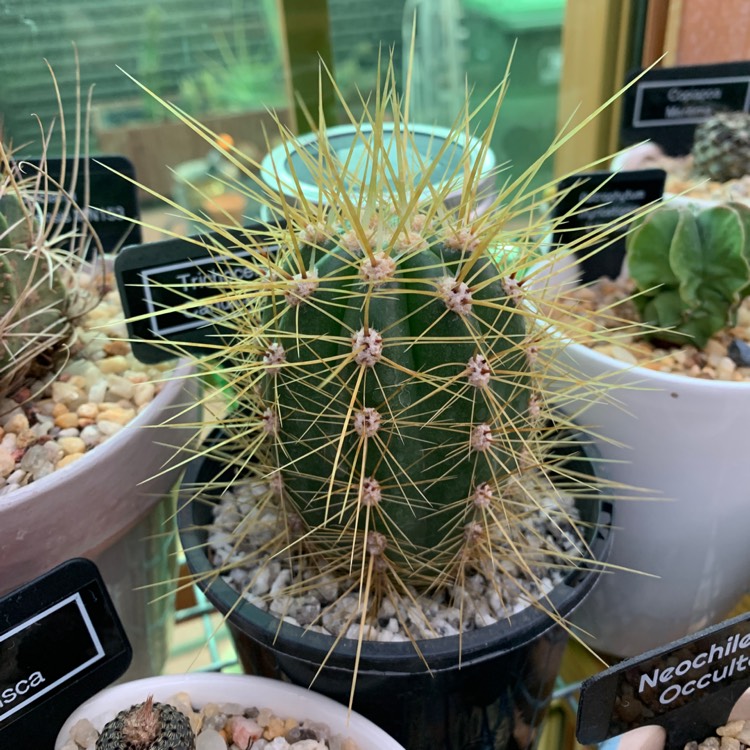Plant image Echinopsis candicans syn. Trichocereus candicans