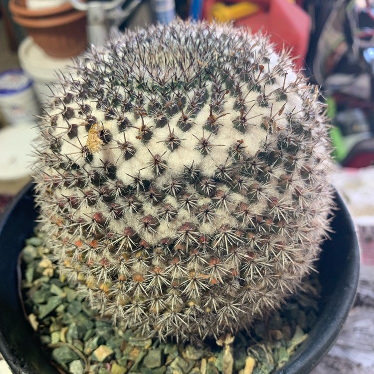 Plant image Mammillaria formosa subsp. chionocephala syn. Mammillaria chionocephala