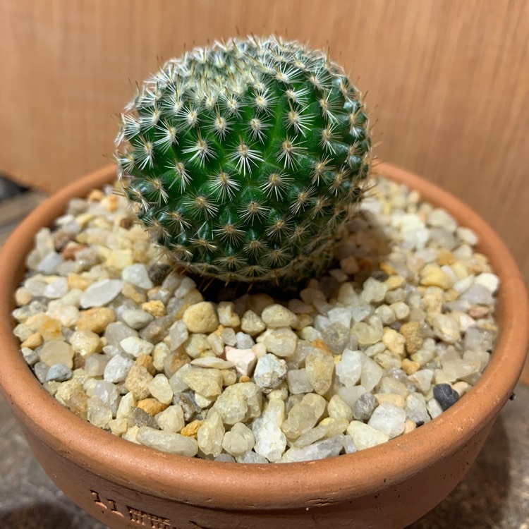 Plant image Mammillaria muehlenpfordtii syn. Mammillaria neopotosina, Mammillaria celsiana