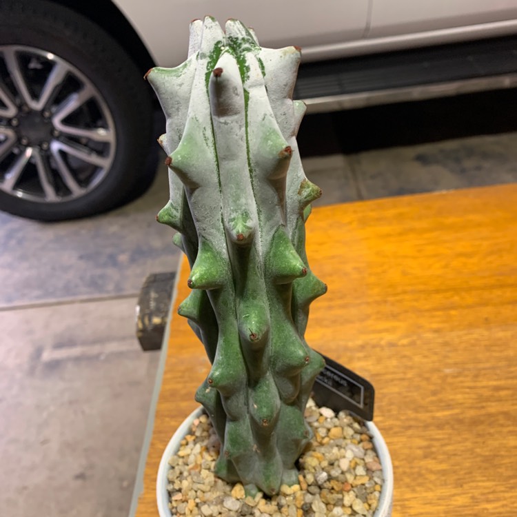 Plant image Stenocereus beneckei