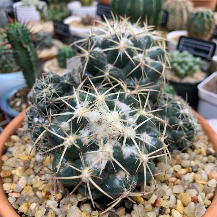 Plant image Coryphantha Andreae