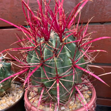 Keith's garden
