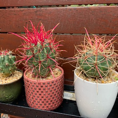 Keith's garden