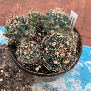 Dontbeaprick's plant