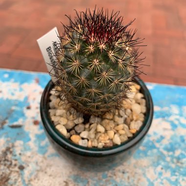 Dontbeaprick's plant