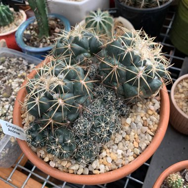 Dontbeaprick's plant