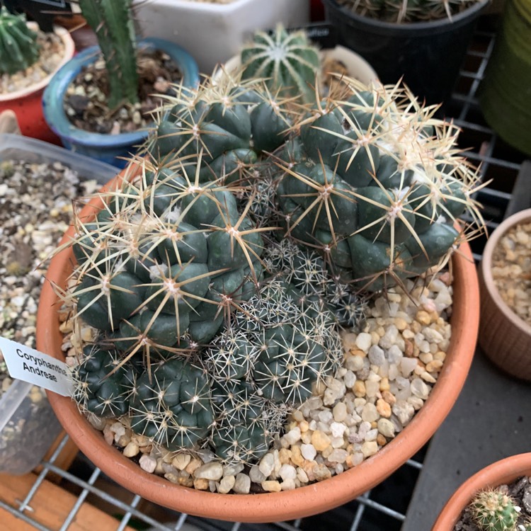 plant image 1685826