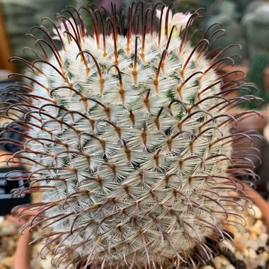 Dontbeaprick's plant