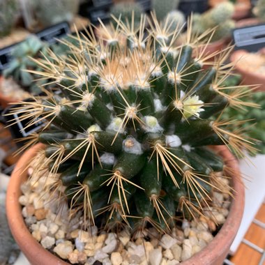 Dontbeaprick's plant