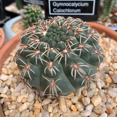 Dontbeaprick's plant
