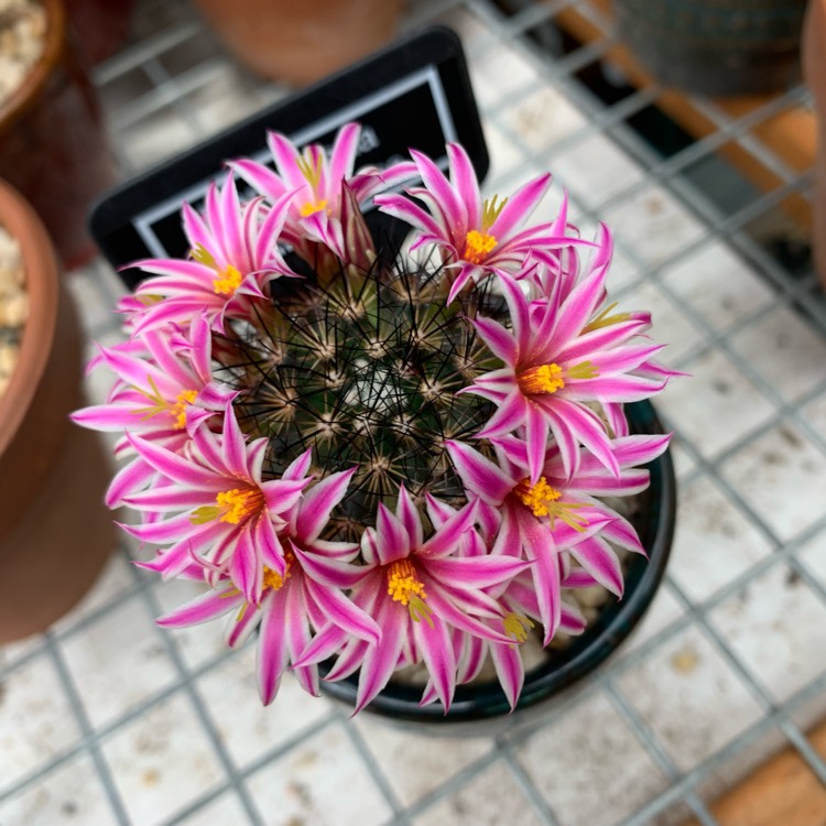 Plant image Mammillaria blossfeldiana 