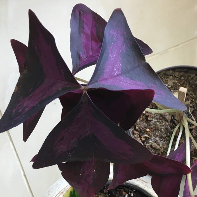 Plant image Oxalis triangularis 'JR Oxburwi' (Xalis Series) syn. Oxalis triangularis 'Burgundy Wine'
