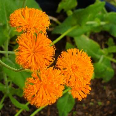 Dale's garden