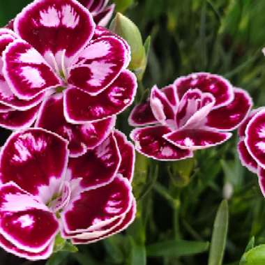 Dale's garden