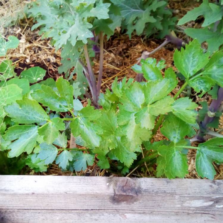 Plant image Apium Graveolens 'Amsterdam'