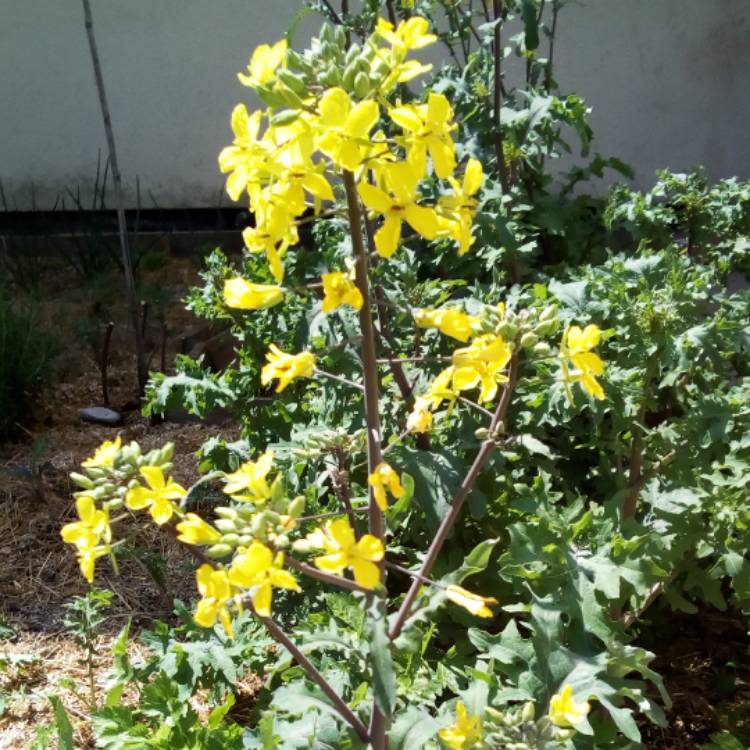 Plant image Brassica oleracea (Acephala Group) 'Red Ursa'