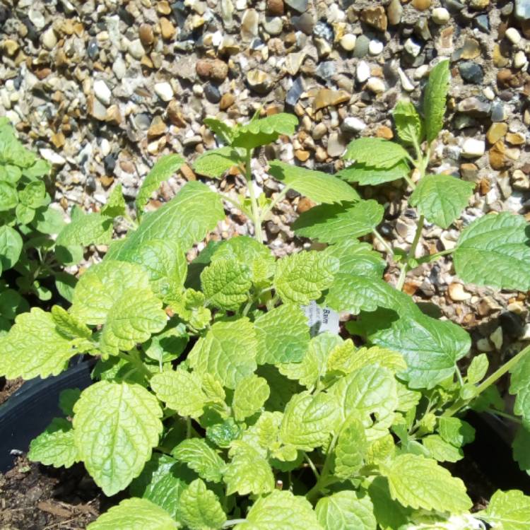 plant image 415179