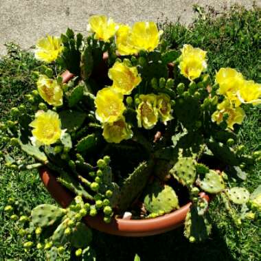 Dyllan's garden