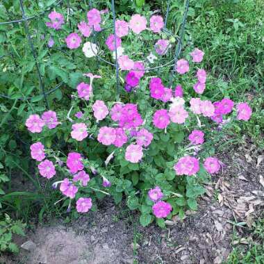 Dyllan's garden