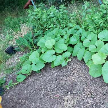 Dyllan's garden