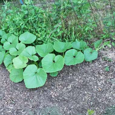 Dyllan's garden